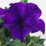 Petunia Surfinia Blue